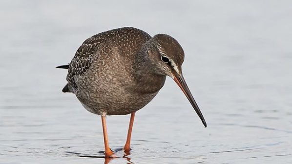 Redshank