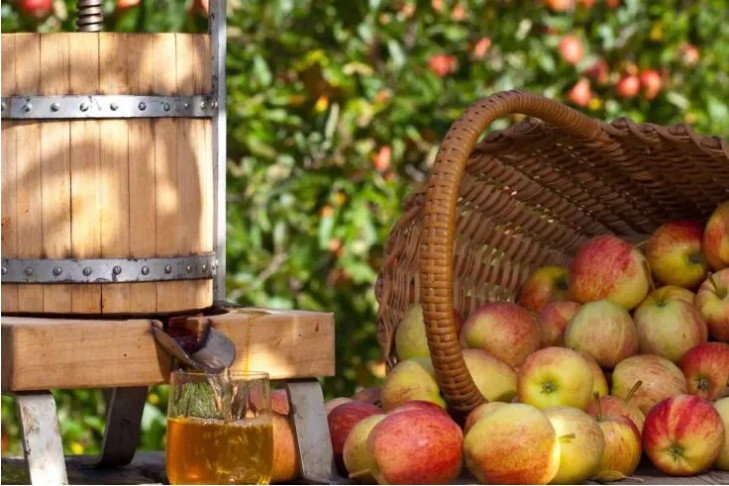 Apples pouring out of a basket next to a wooden apple press